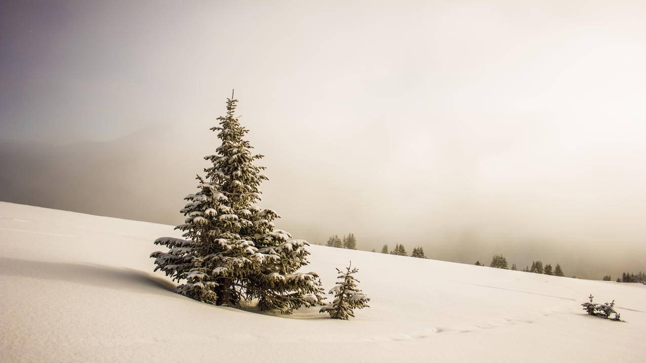风景雪景松树4k壁纸