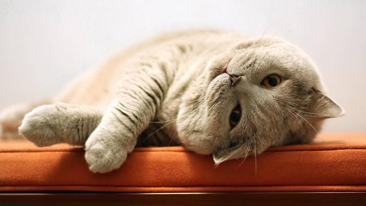 胖猫 可爱姿势 4K高清萌动物壁纸