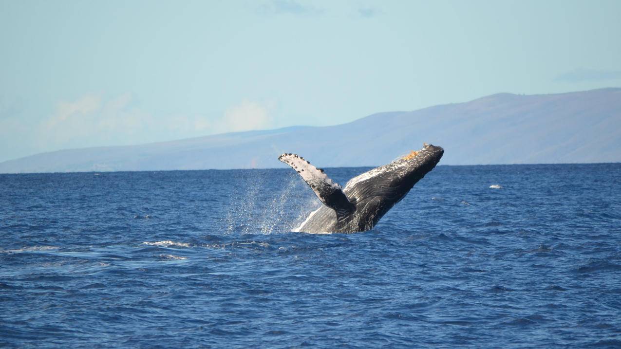 海底世界鲸鱼4k壁纸