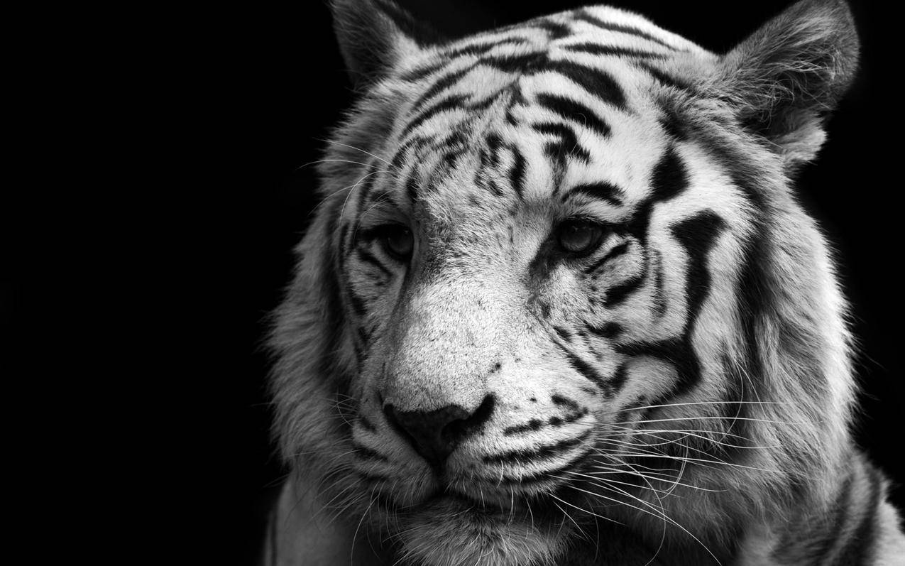 萌宠动物可爱萌物野生动物丛林之王老虎白虎高清壁纸