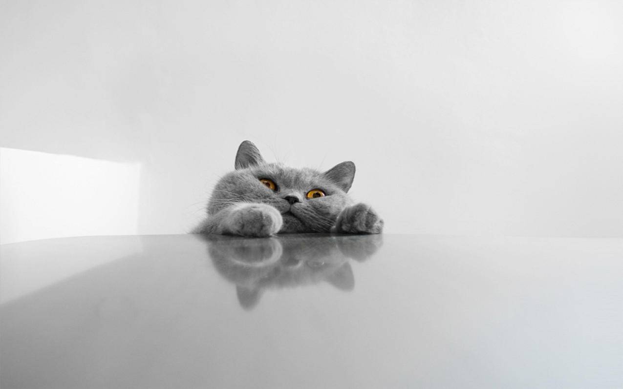 萌宠动物可爱萌物宠物喵星人猫可怜巴巴卖萌图高清壁纸