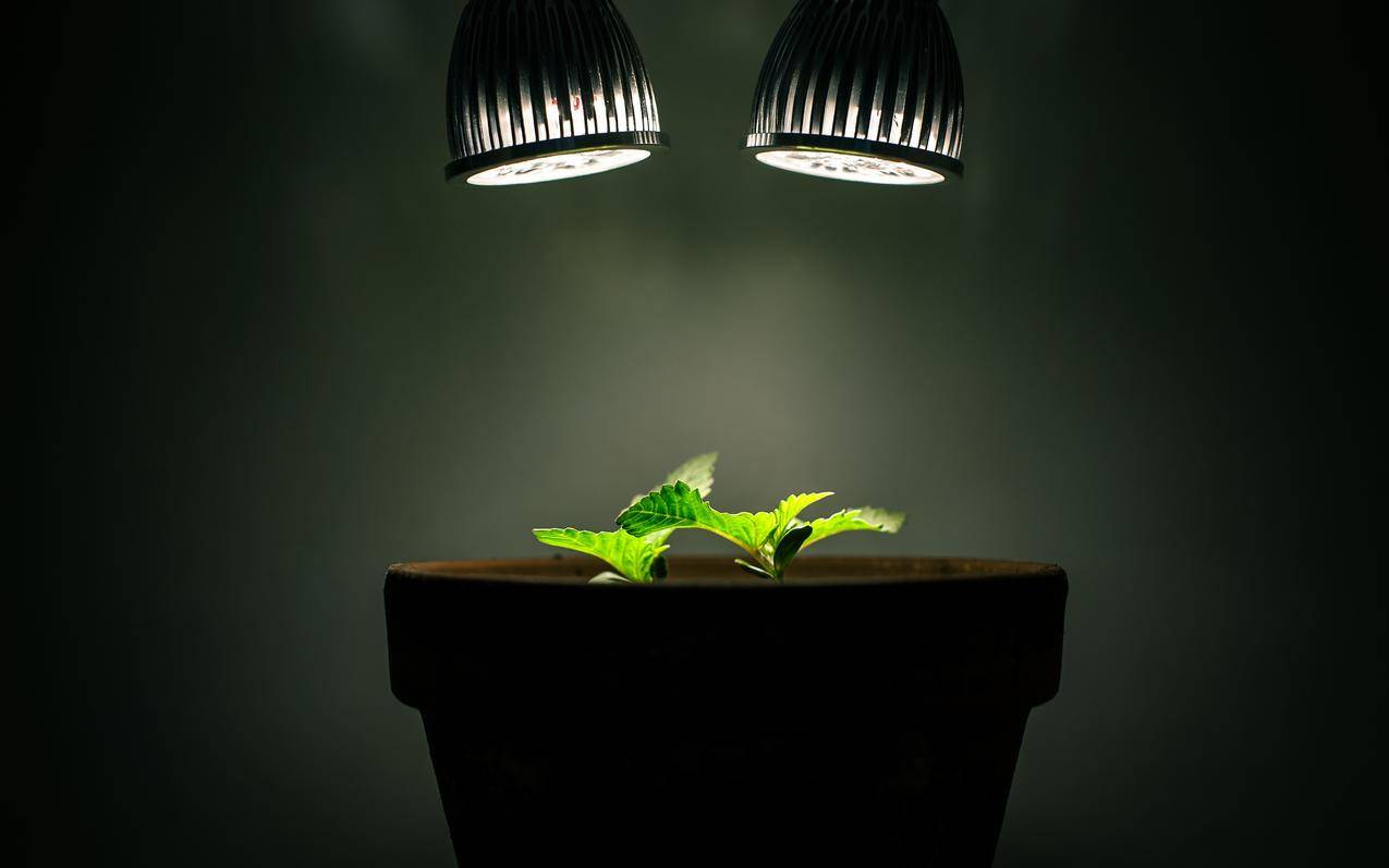 植物4k壁纸
