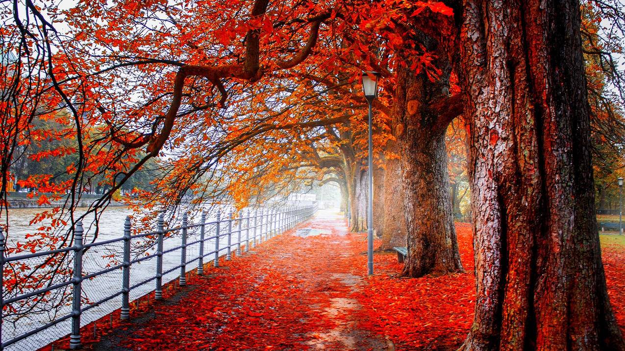 秋叶遍地景色4k图片
