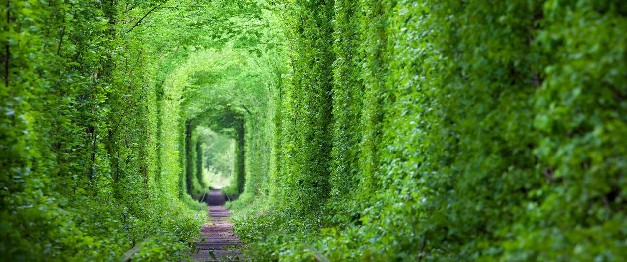 梦幻般的爱情隧道绿树和铁路风景带鱼屏壁纸