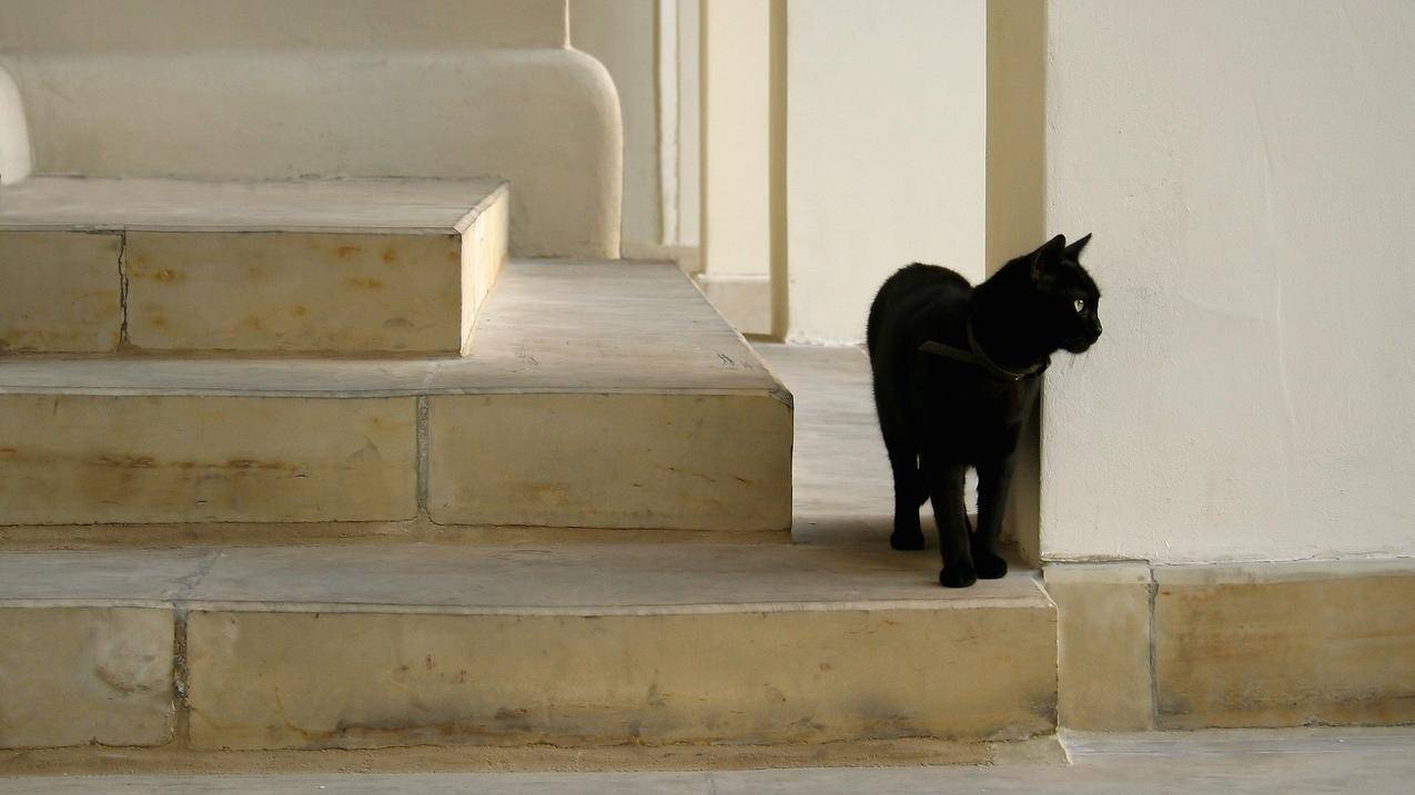 blackcats高清壁纸