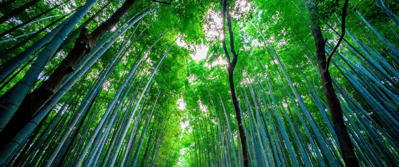 日本竹林风景带鱼屏壁纸