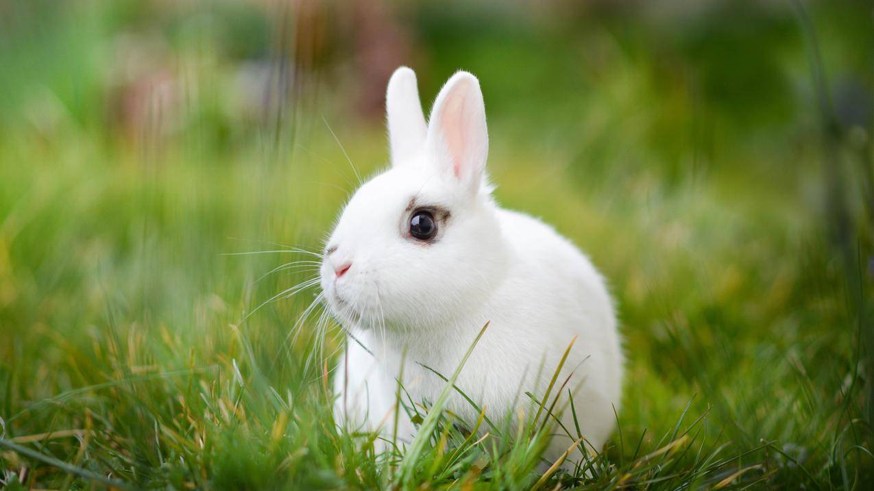 草地上可爱白兔4k壁纸