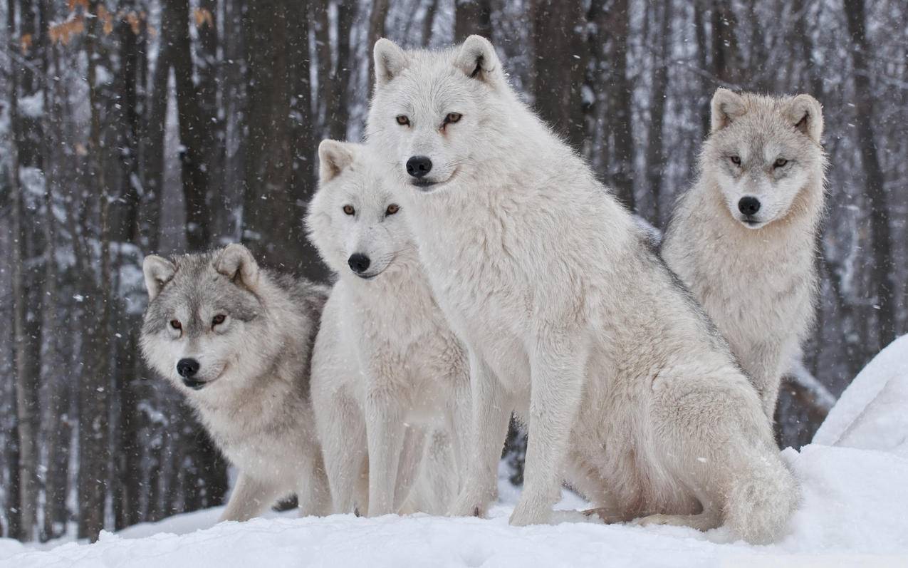动物野生动物狼雪狼高清壁纸