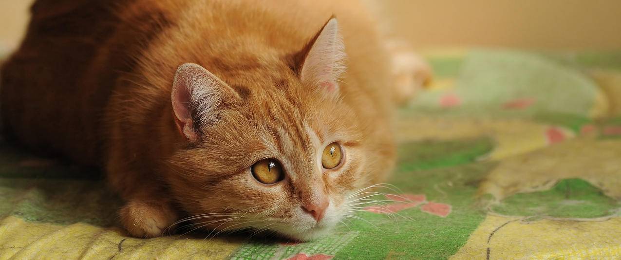 小胖猫 温软 橘色 可爱 5K壁纸 动物 高清