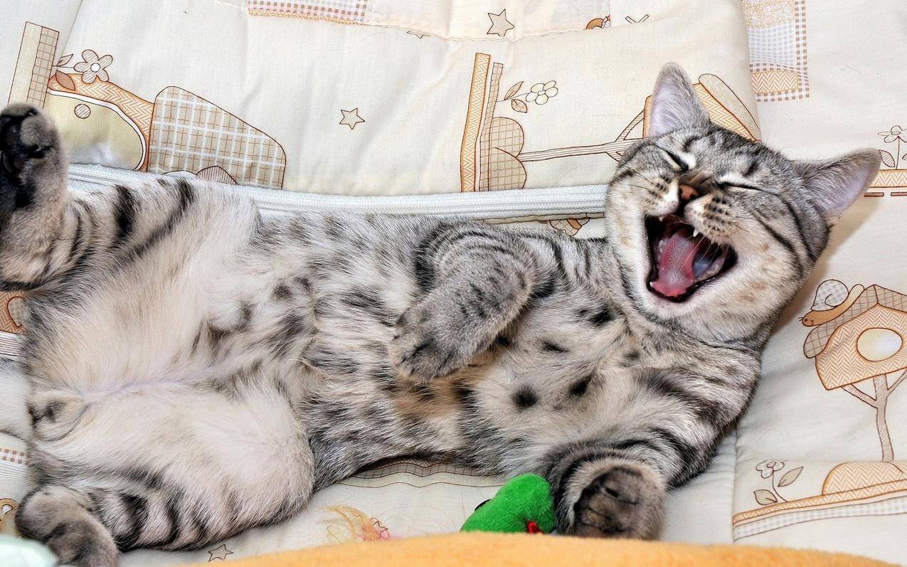 猫高清壁纸