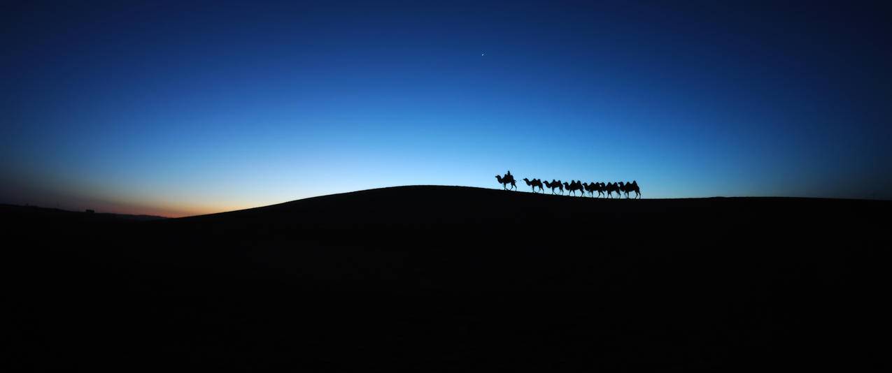 沙漠黎明骆驼车队带鱼屏壁纸