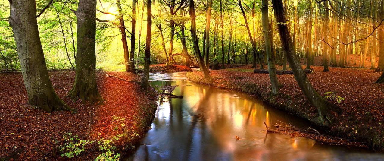 秋天森林小溪河流树木阳光大自然风景带鱼屏壁纸