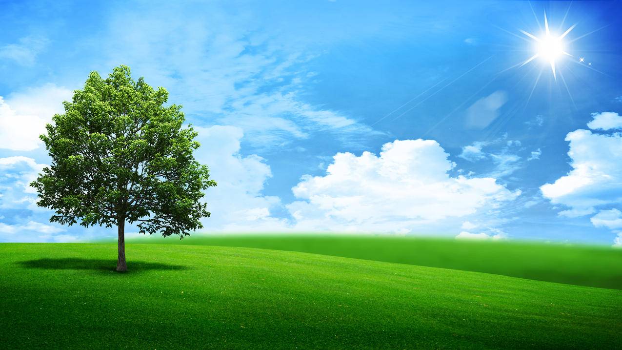 风景与绿色的树4k壁纸