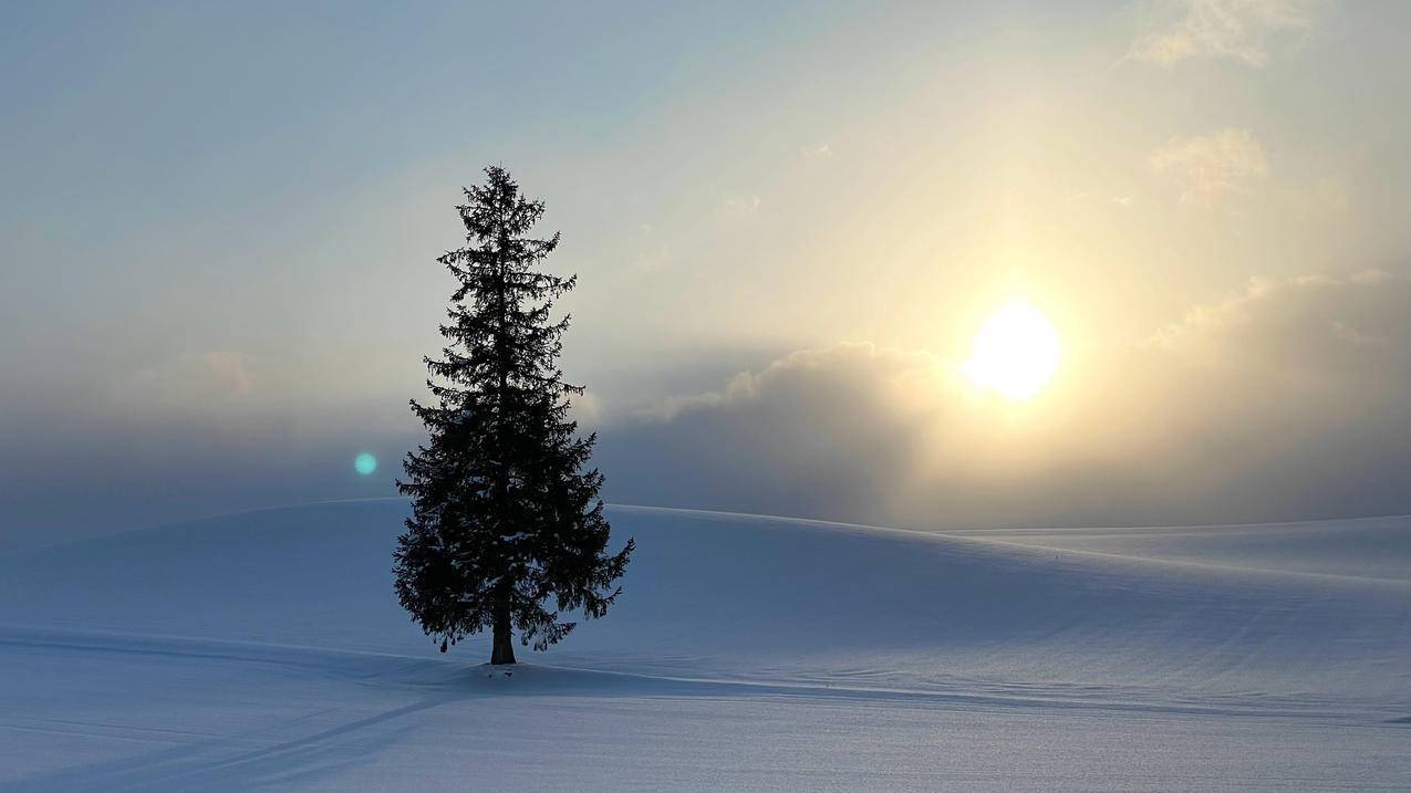 雪地 松树 阳光 风景 4k电脑壁纸