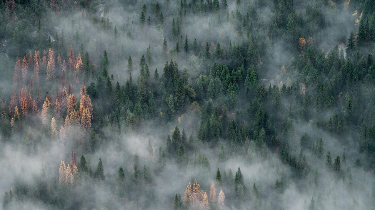 风景森林云雾4k壁纸