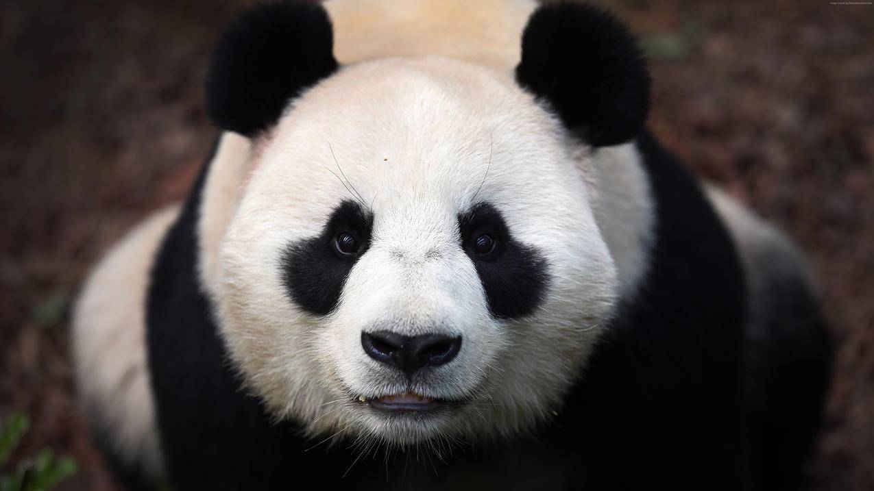 熊猫 4K动物壁纸