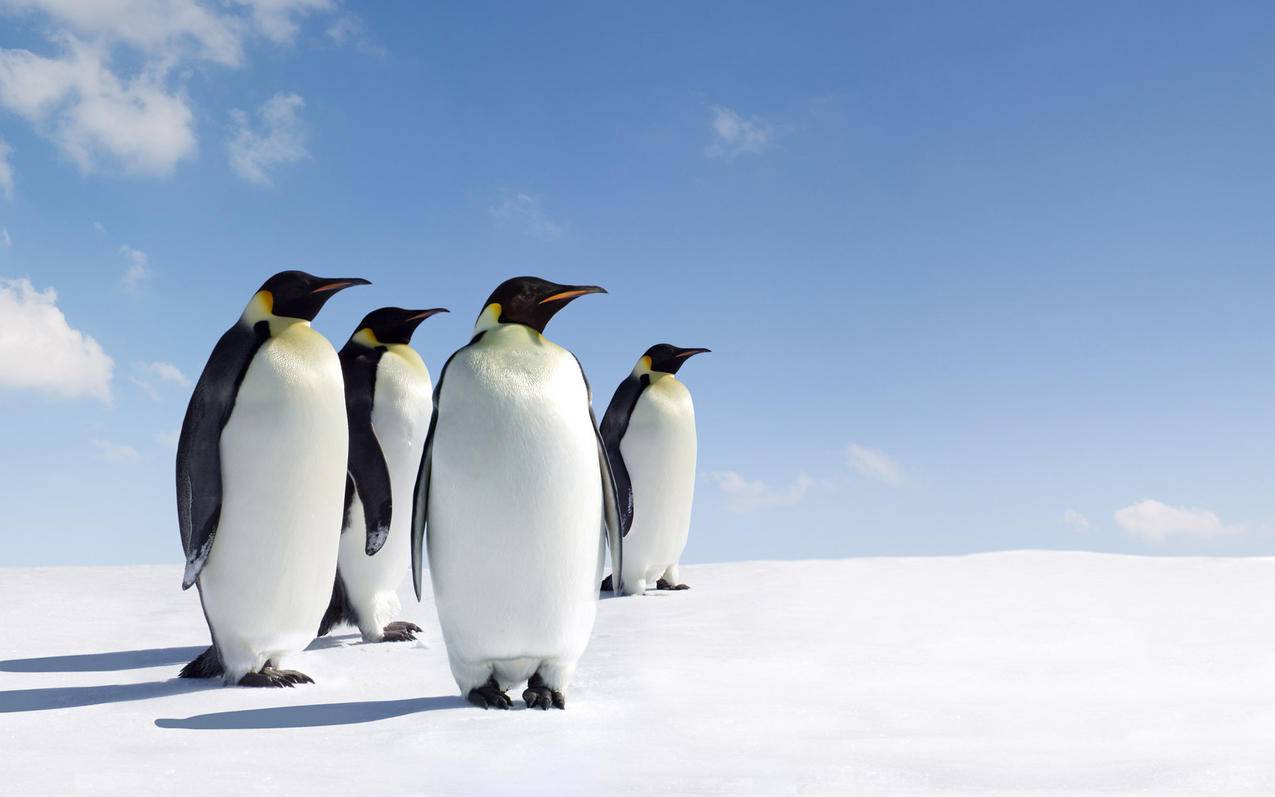 动物野生动物大自然企鹅极地物种高清壁纸