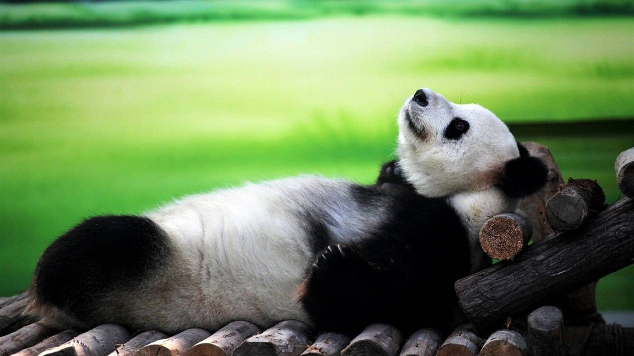 动物大熊猫高清壁纸