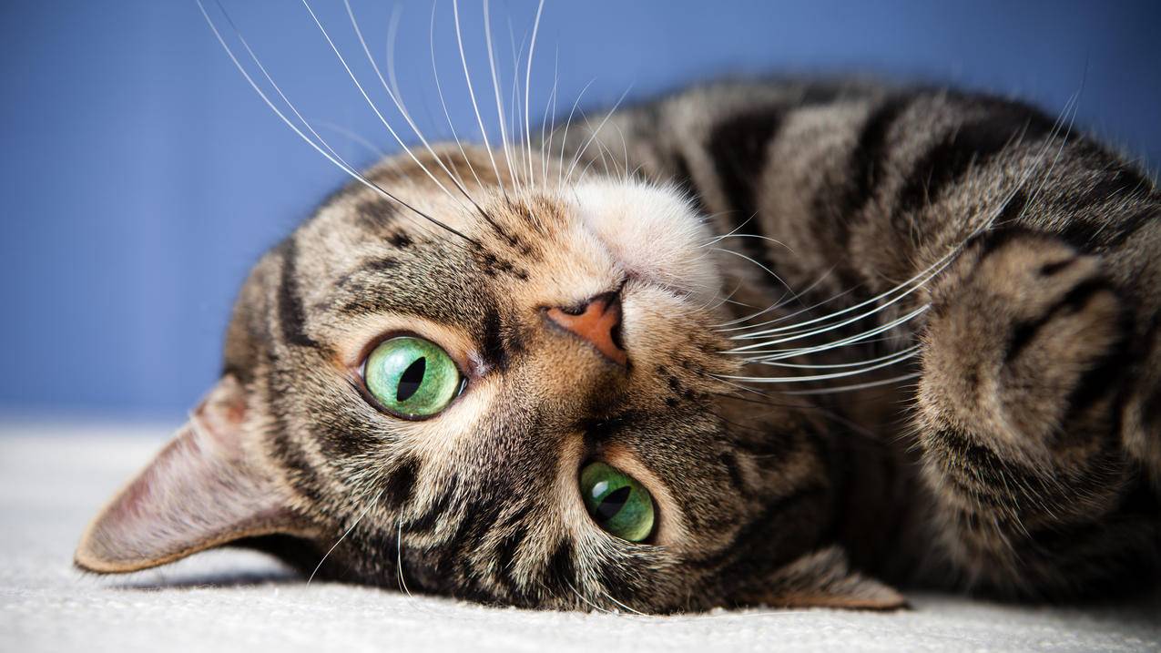 倒 睁着眼睛 姿态 可爱的猫 4K萌动物壁纸