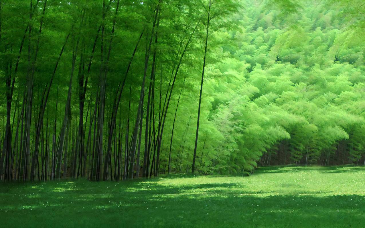 绿色毛竹林风景2560*1600高清壁纸护眼