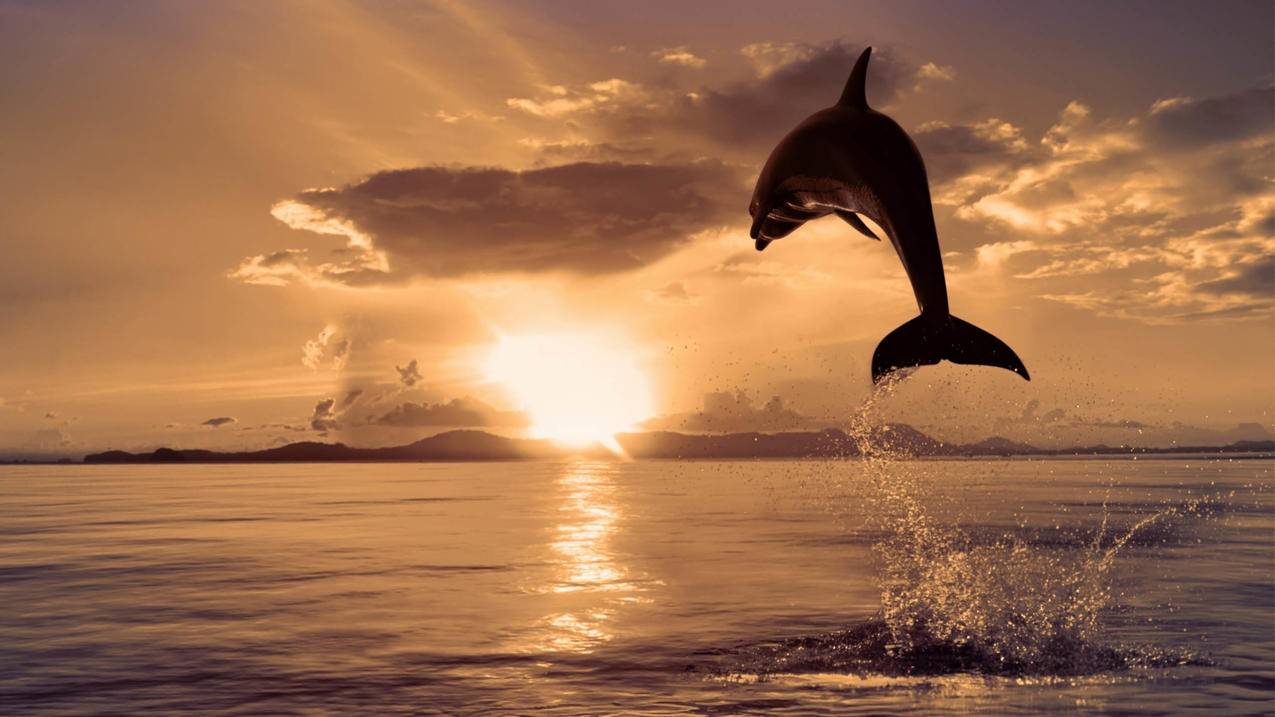 夕阳海面海豚5k壁纸