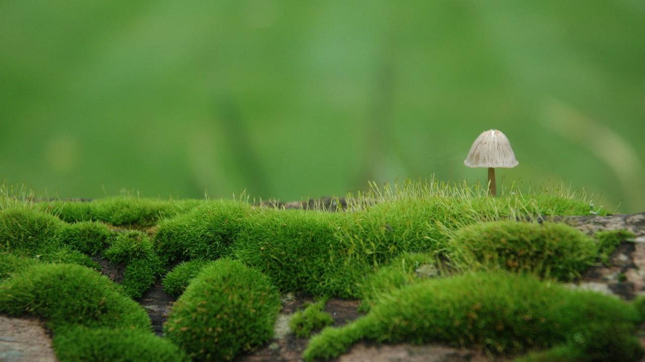 草地蘑菇5k壁纸