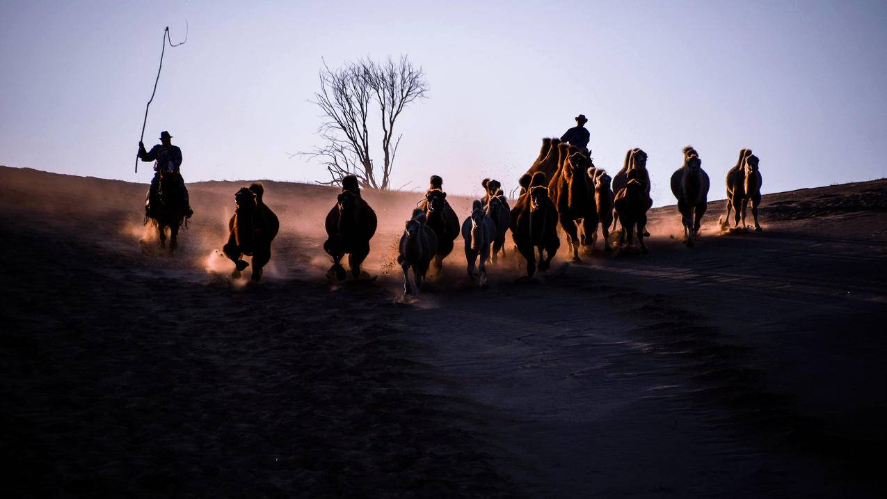 沙漠 骆驼 骆驼群 赶骆人 4k 桌面