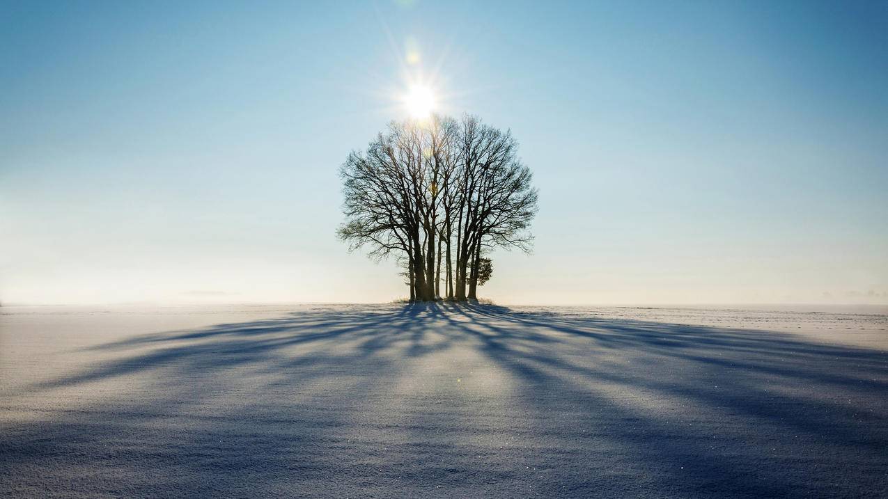 冬天 雪地 树 太阳4k风景壁纸