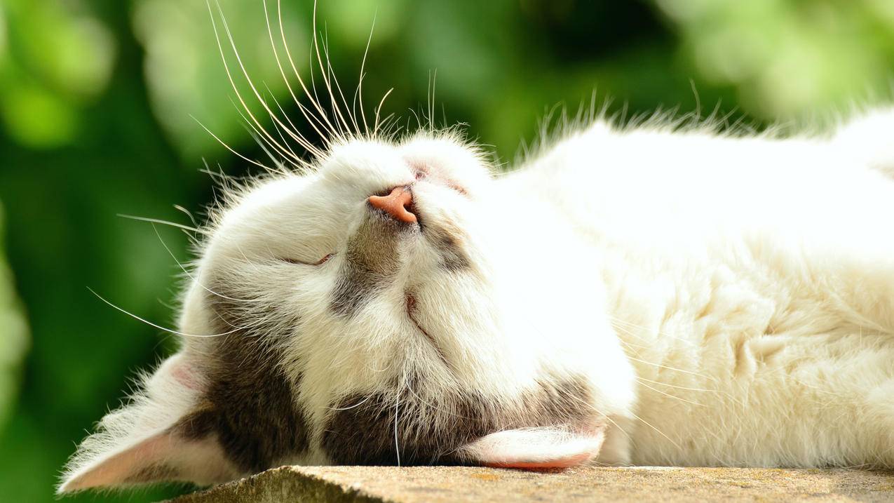 猫脸 睡眠 白色的猫 4K萌动物壁纸