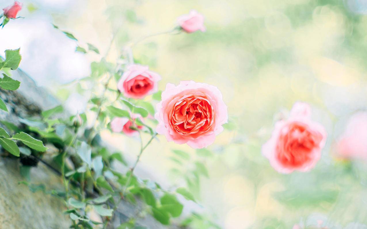 清新淡雅素雅的蔷薇花高清壁纸
