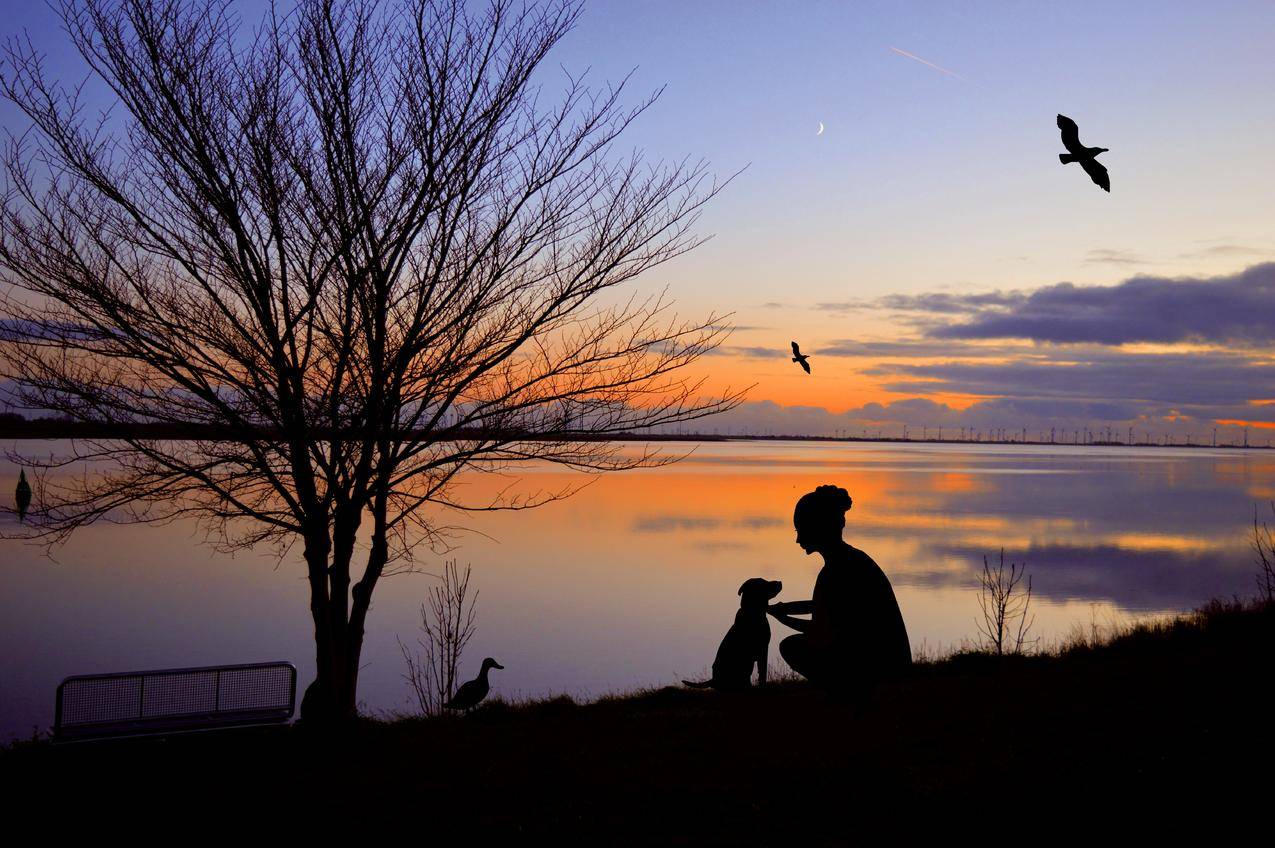 日落 海边 树 狗 女子 剪影 傍晚的天空 黄昏 6k风景图片