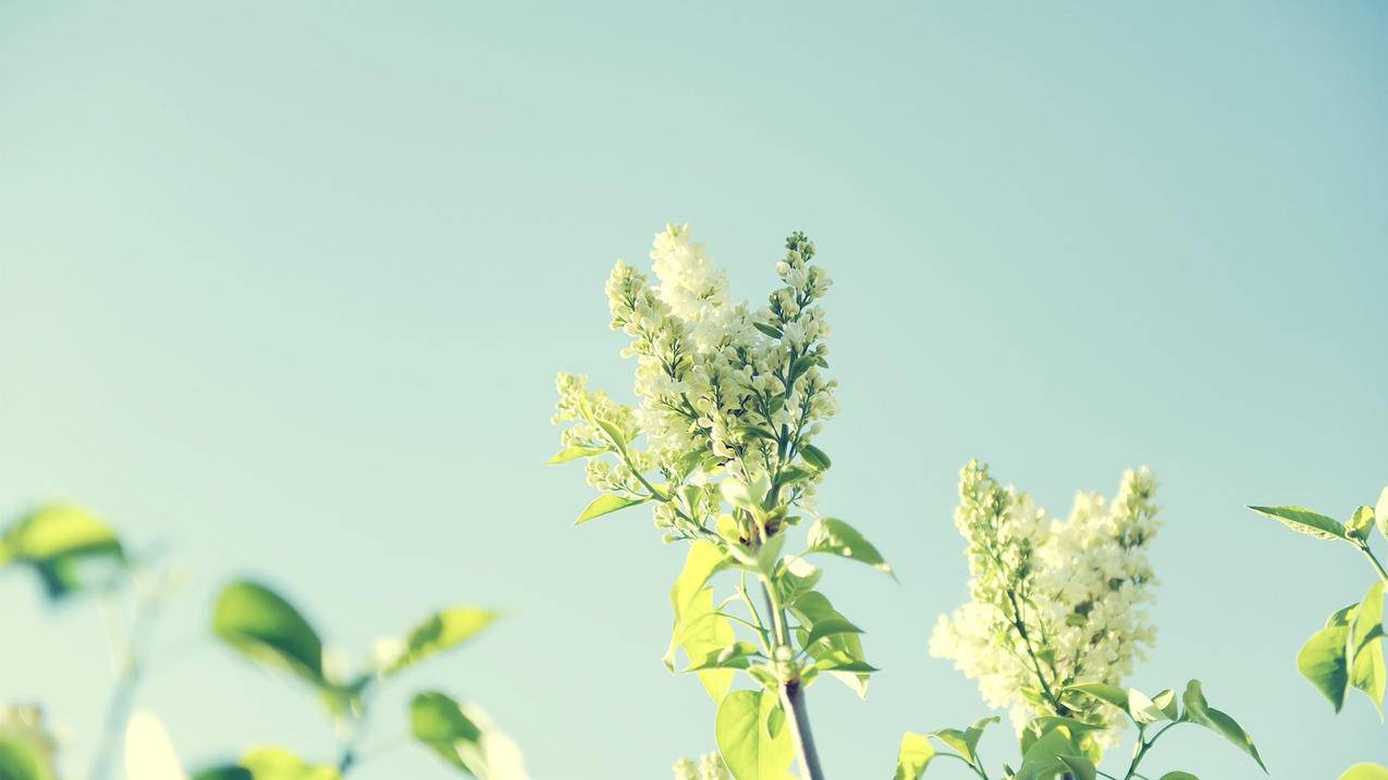 小清新清新淡雅植物花卉高清壁纸