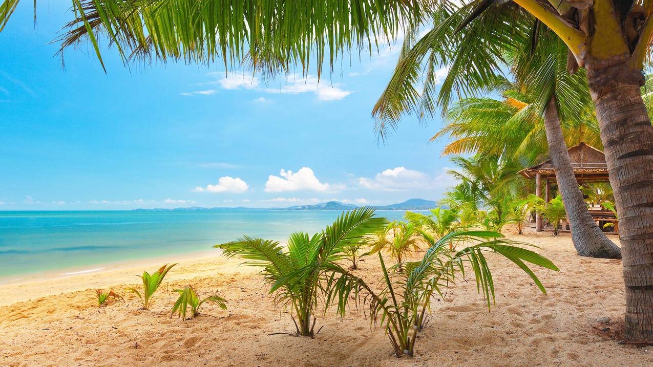 风景自然风光海边椰树高清壁纸