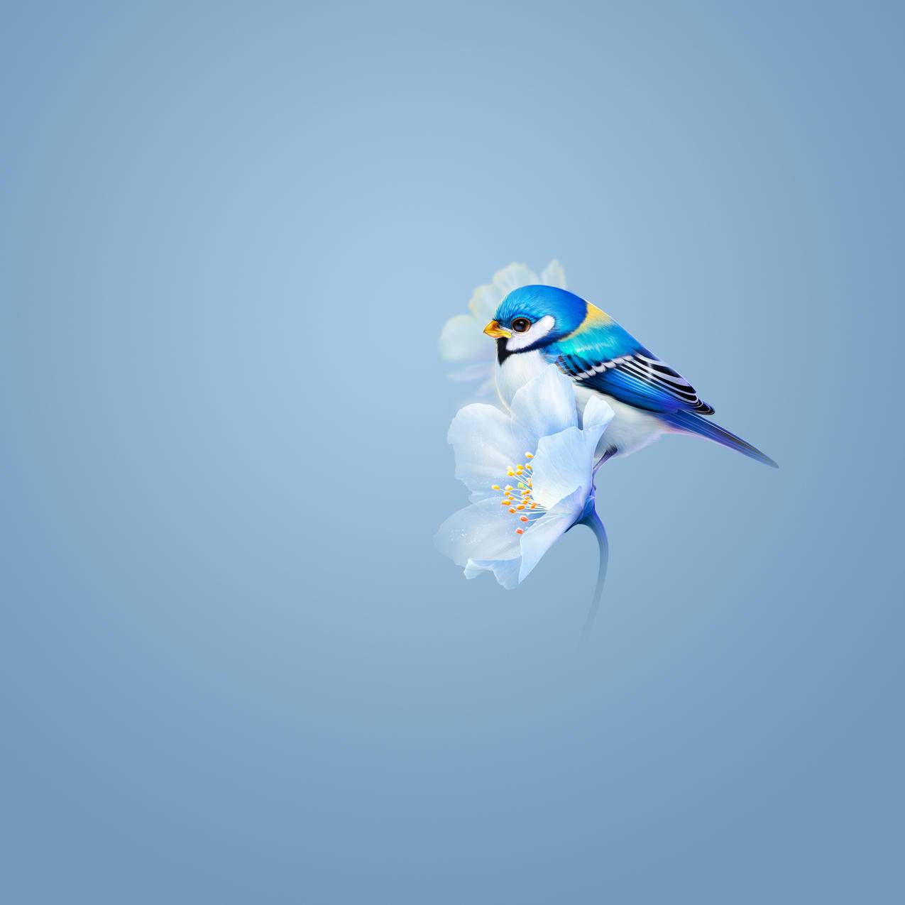 华为MatePad Pro 蓝色小鸟 折叠屏高清壁纸