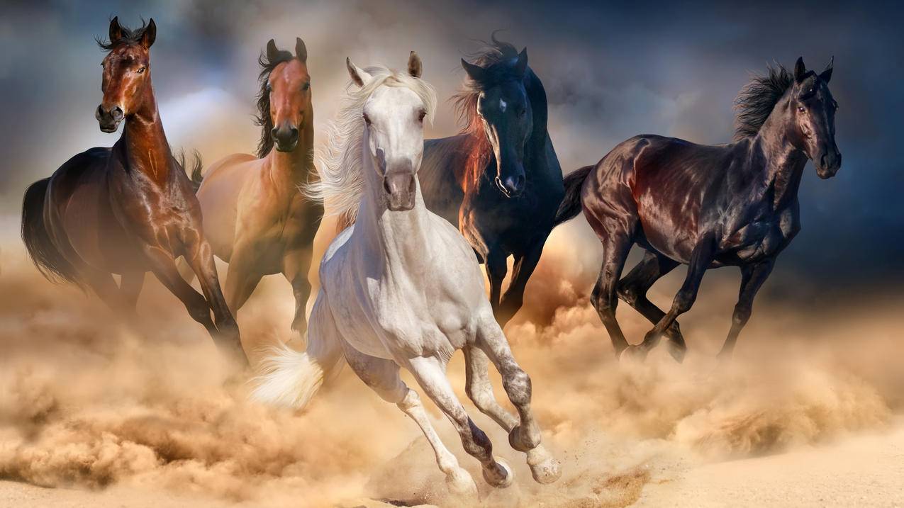 沙场上奔跑的五匹骏马 4K动物高清图片