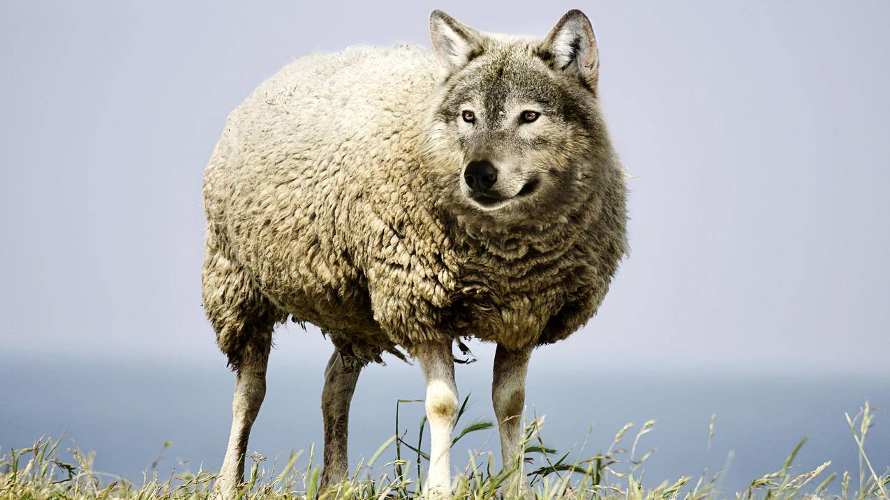 披着羊皮的狼 危险 4K动物壁纸
