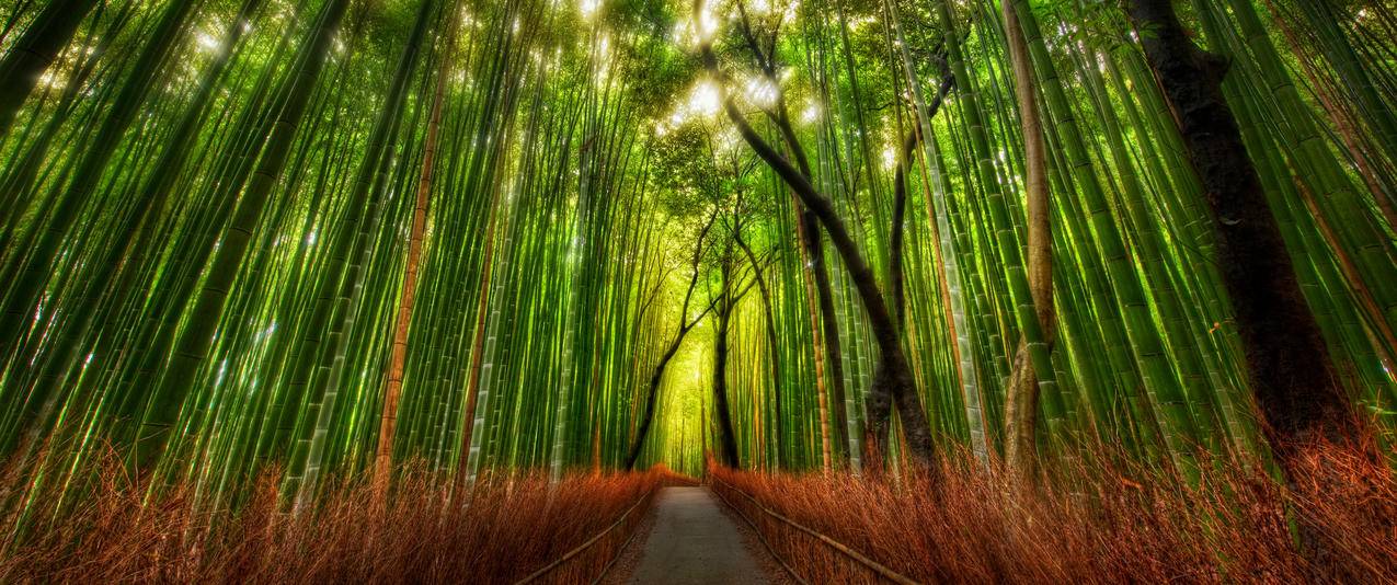 日本京都竹林风景带鱼屏壁纸