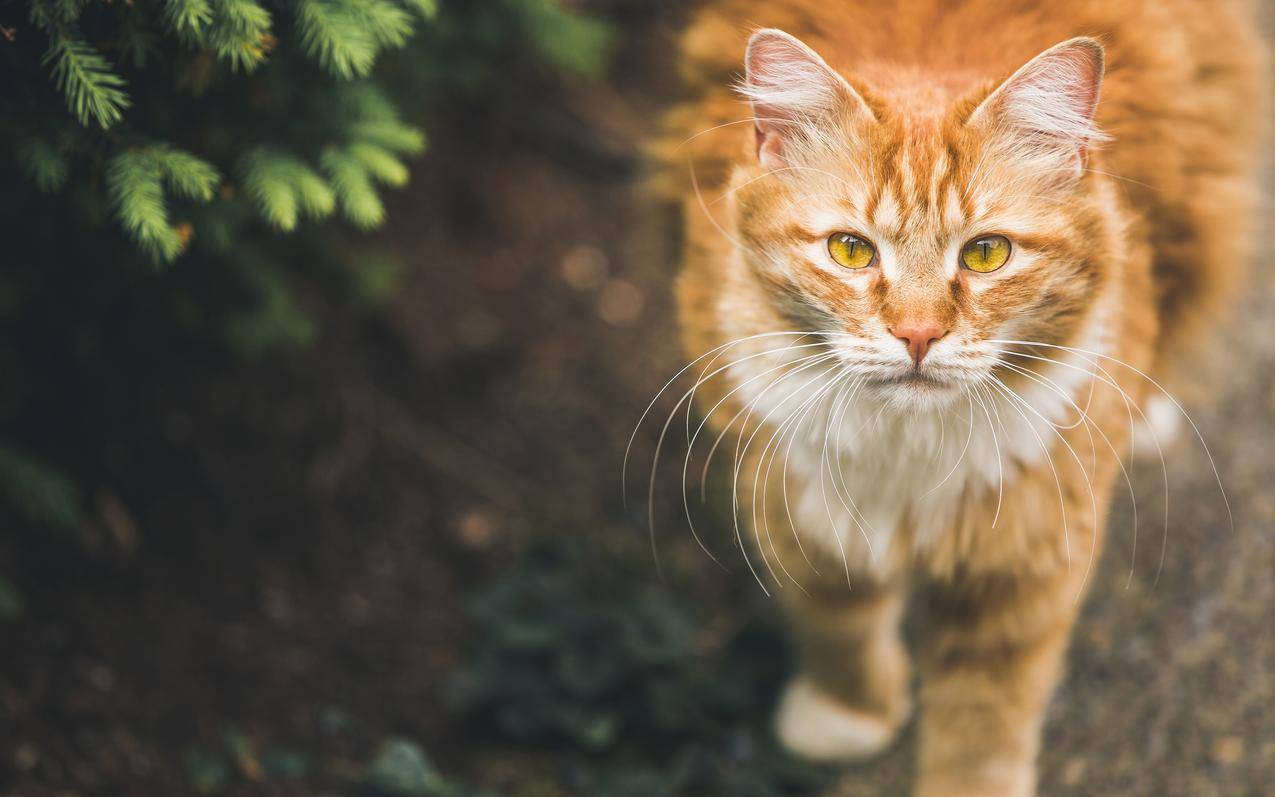 猫4k壁纸