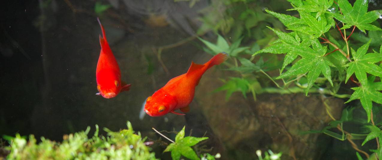 红色金魚带鱼屏壁纸