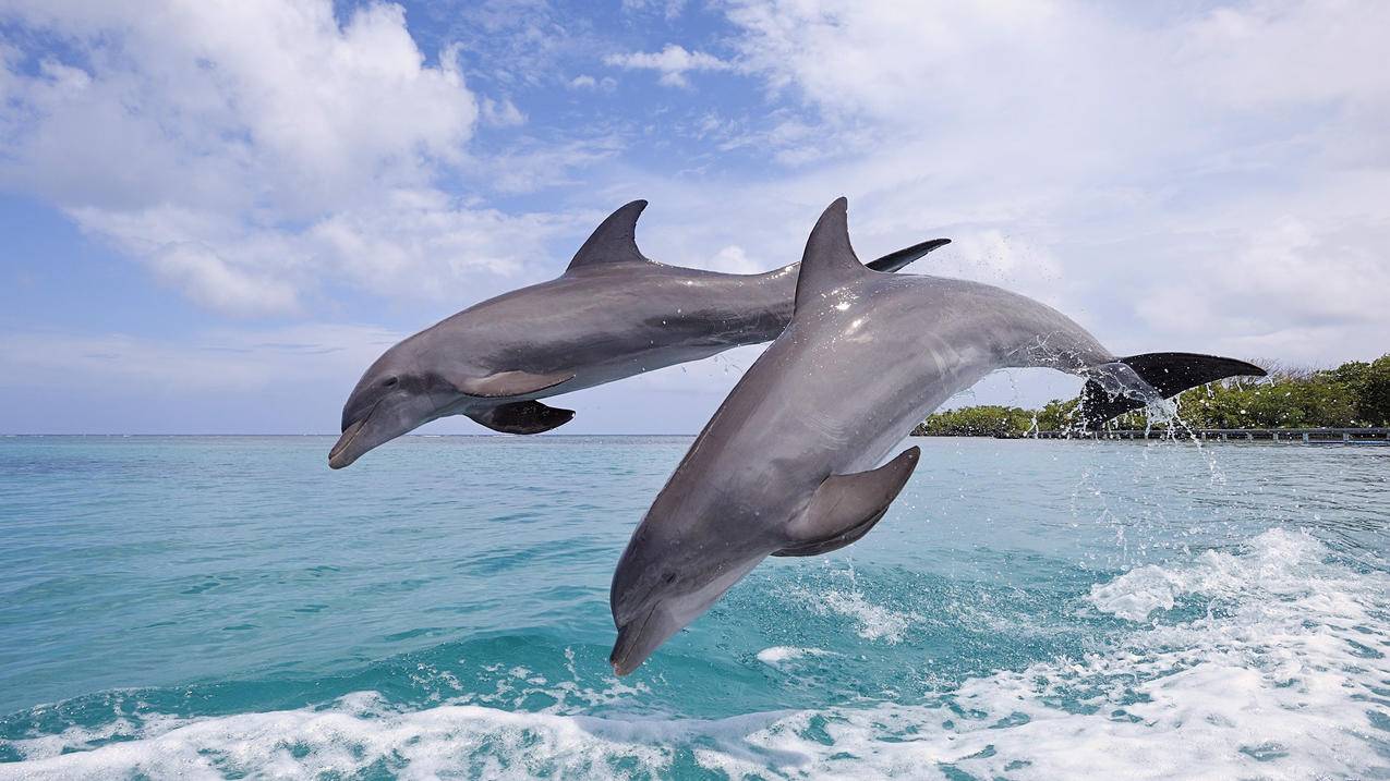 萌宠动物海洋生物海豚高清壁纸
