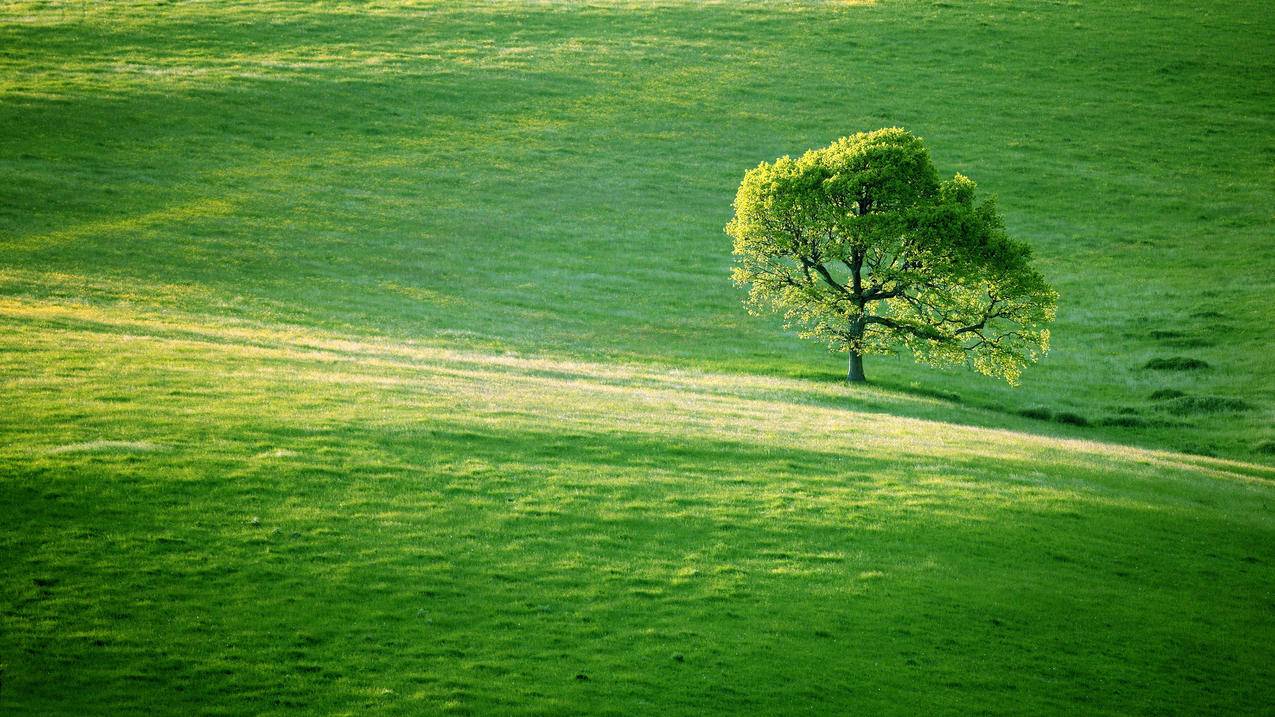 草地中的一棵树4k壁纸