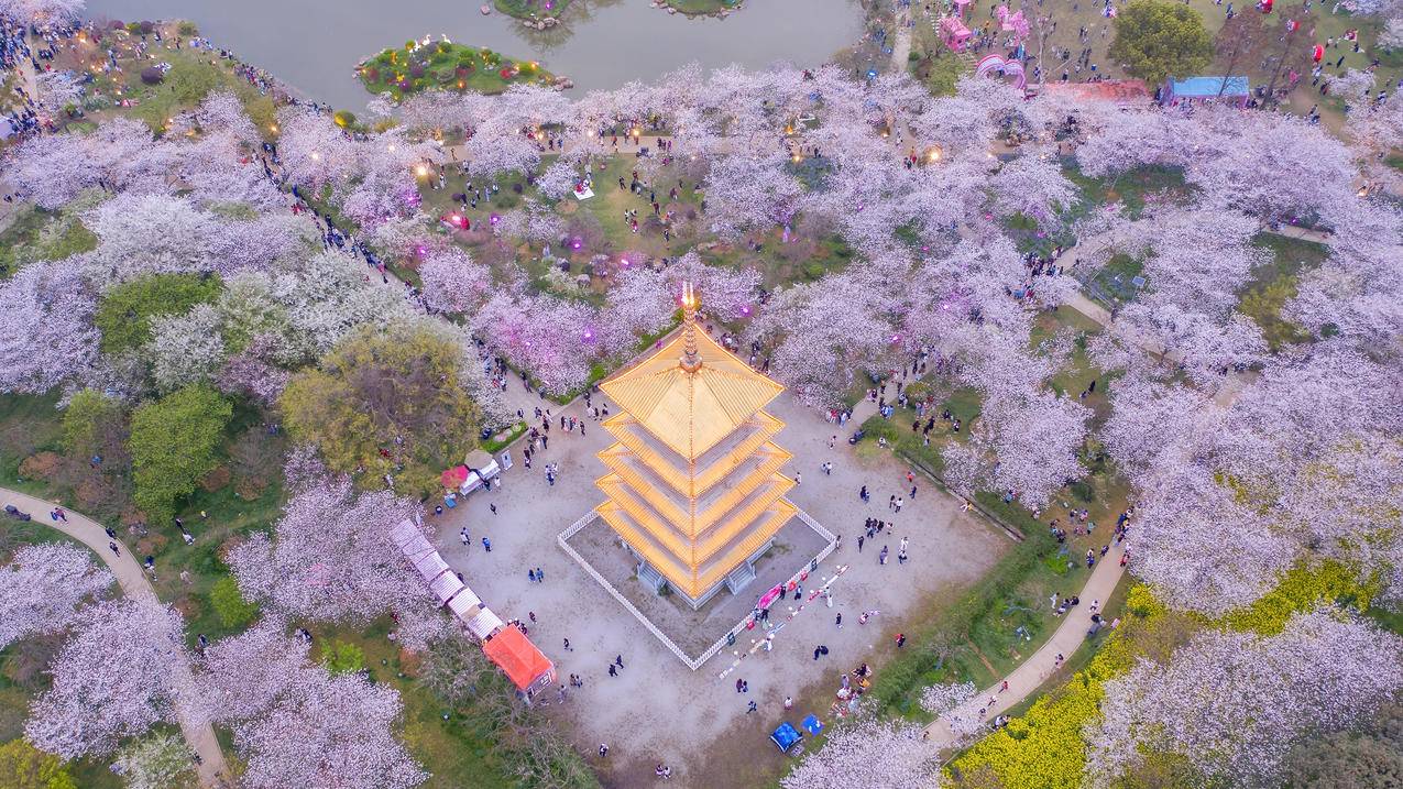 空中俯瞰东湖樱花园的樱花4K风景壁纸