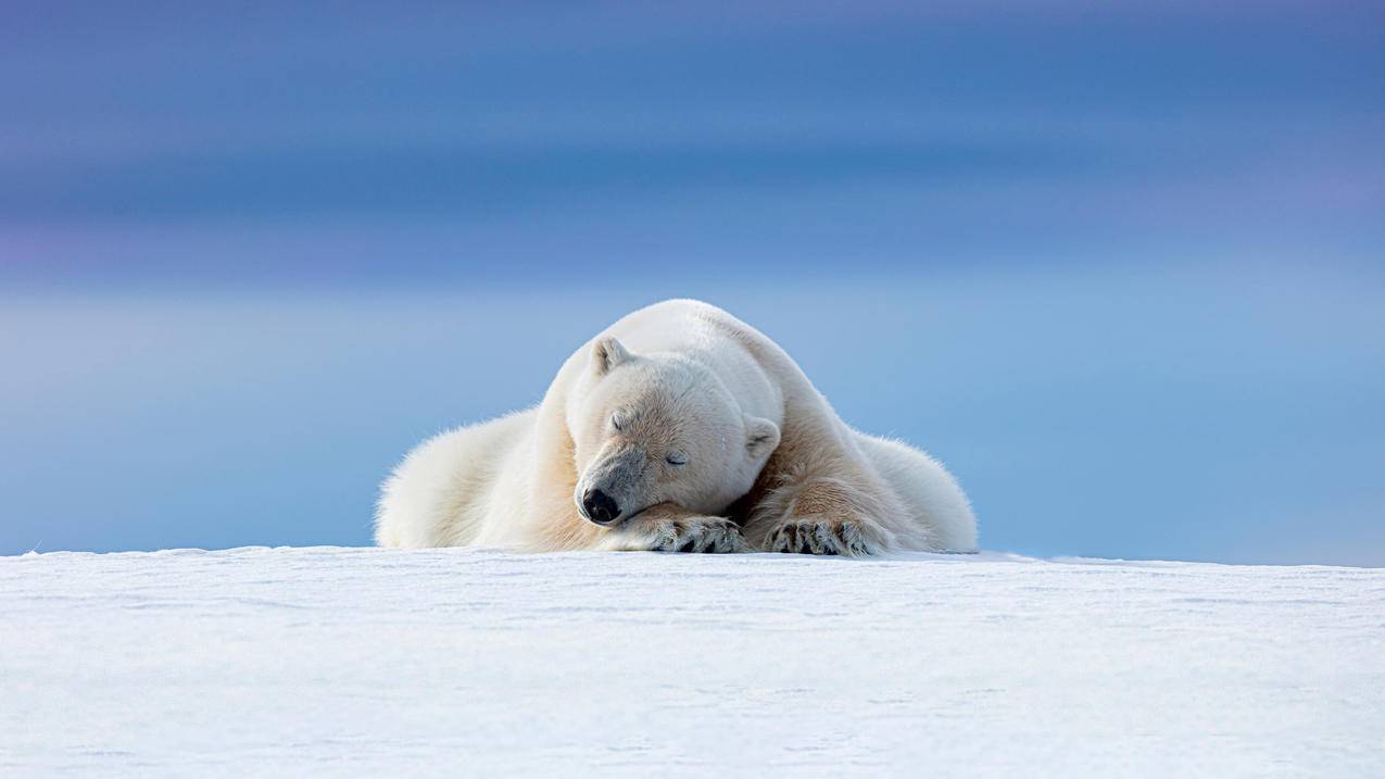北极熊 雪地 睡觉 4k 动物 壁纸
