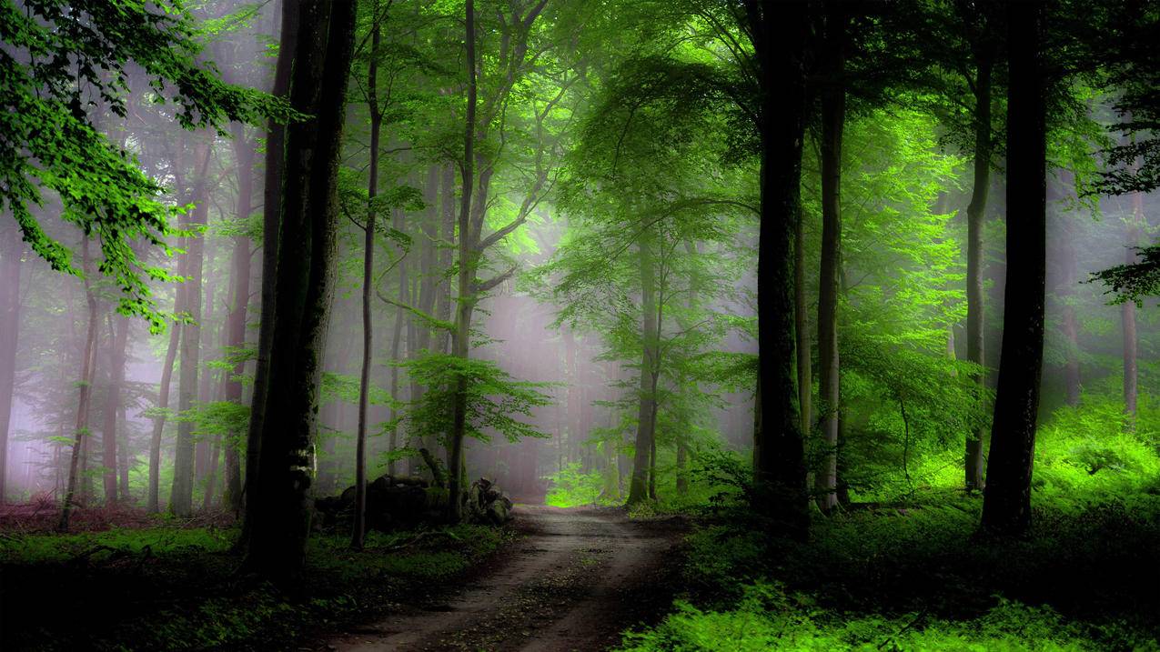 森林 树木 雾 路 自然绿色 6K风景高清壁纸