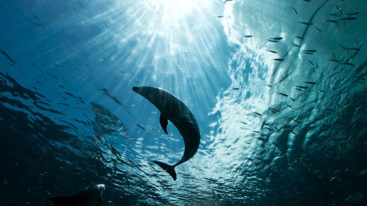 动物海底世界海豚高清壁纸