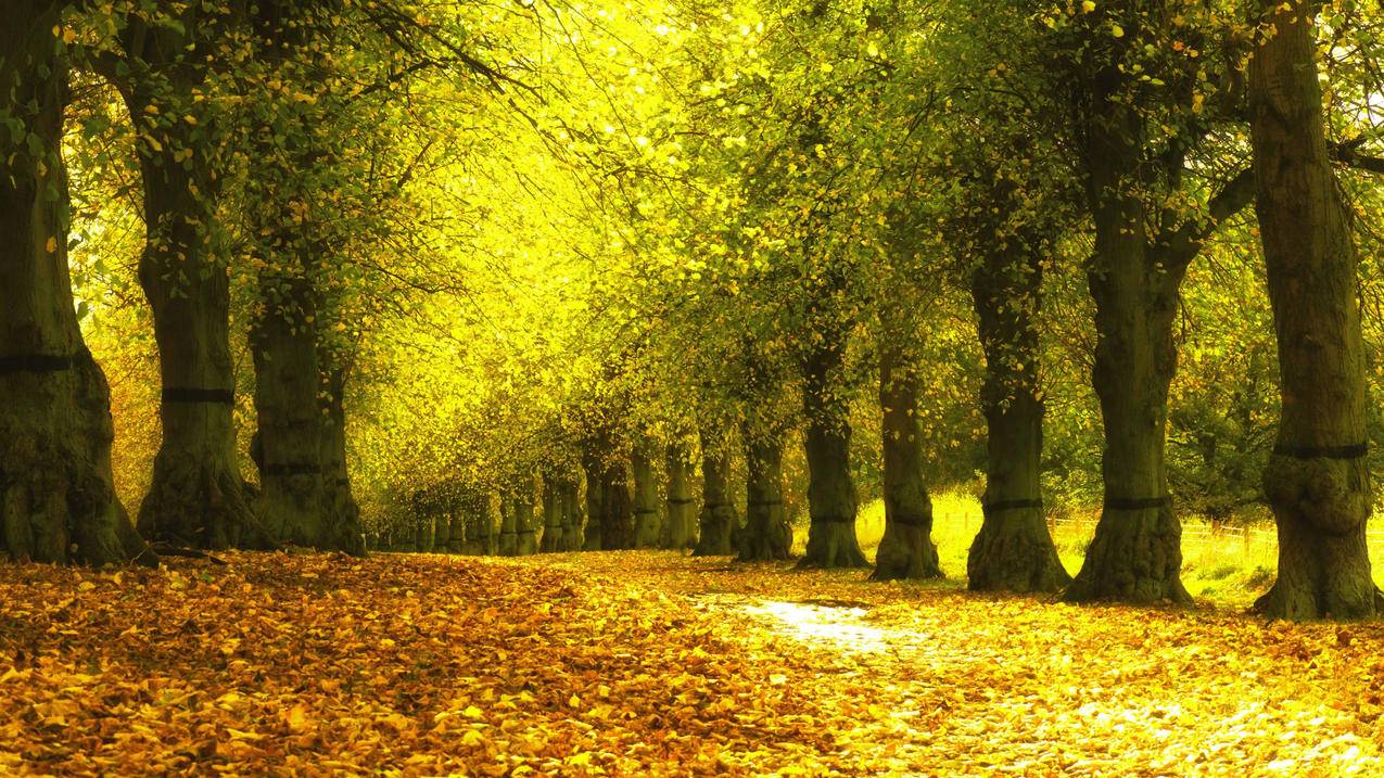 金黄色的秋天公园树木黄色树叶巷子落叶风景4k壁纸