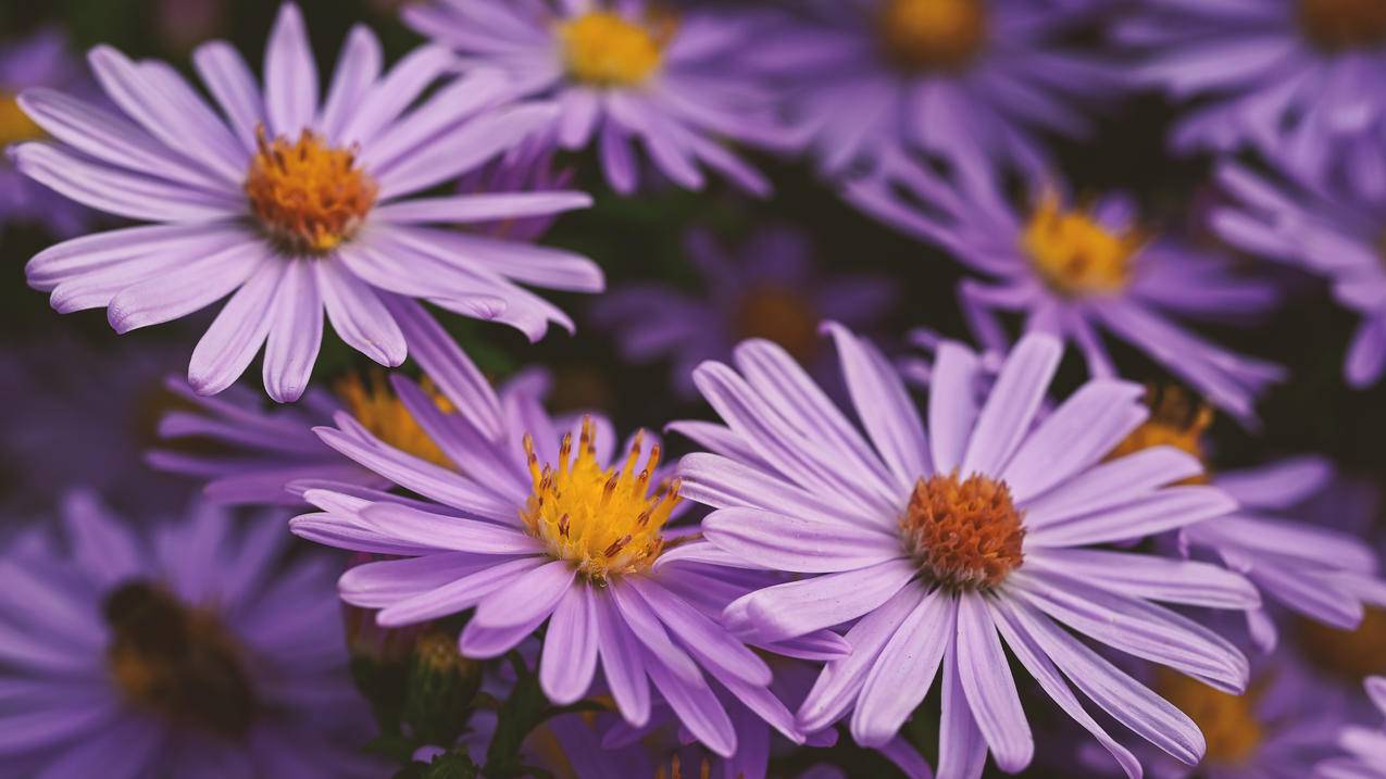 荷兰菊 紫色花朵 5K风景壁纸 高清 唯美