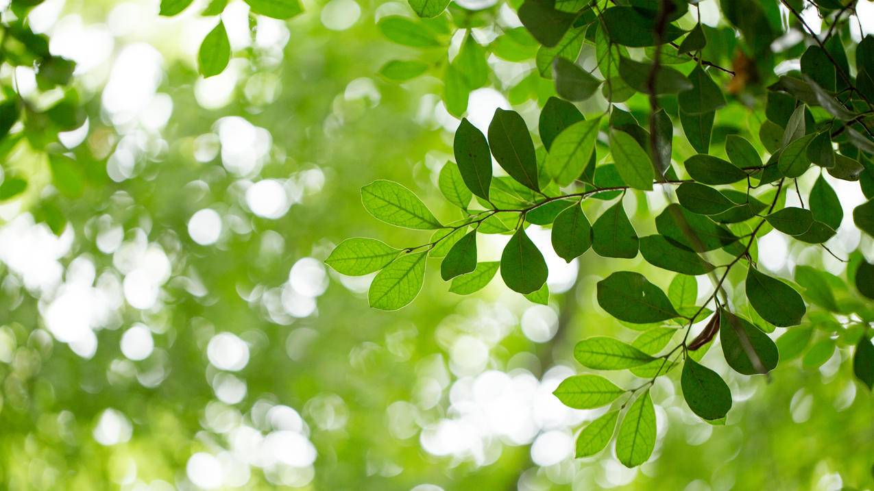 自然 绿色树叶 背景 护眼 4k高清风景壁纸