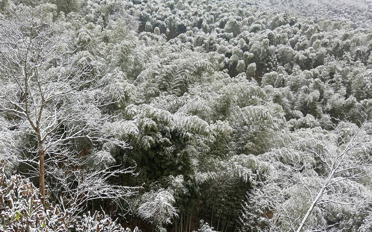 冬天竹林雪景2560x1600风景壁纸