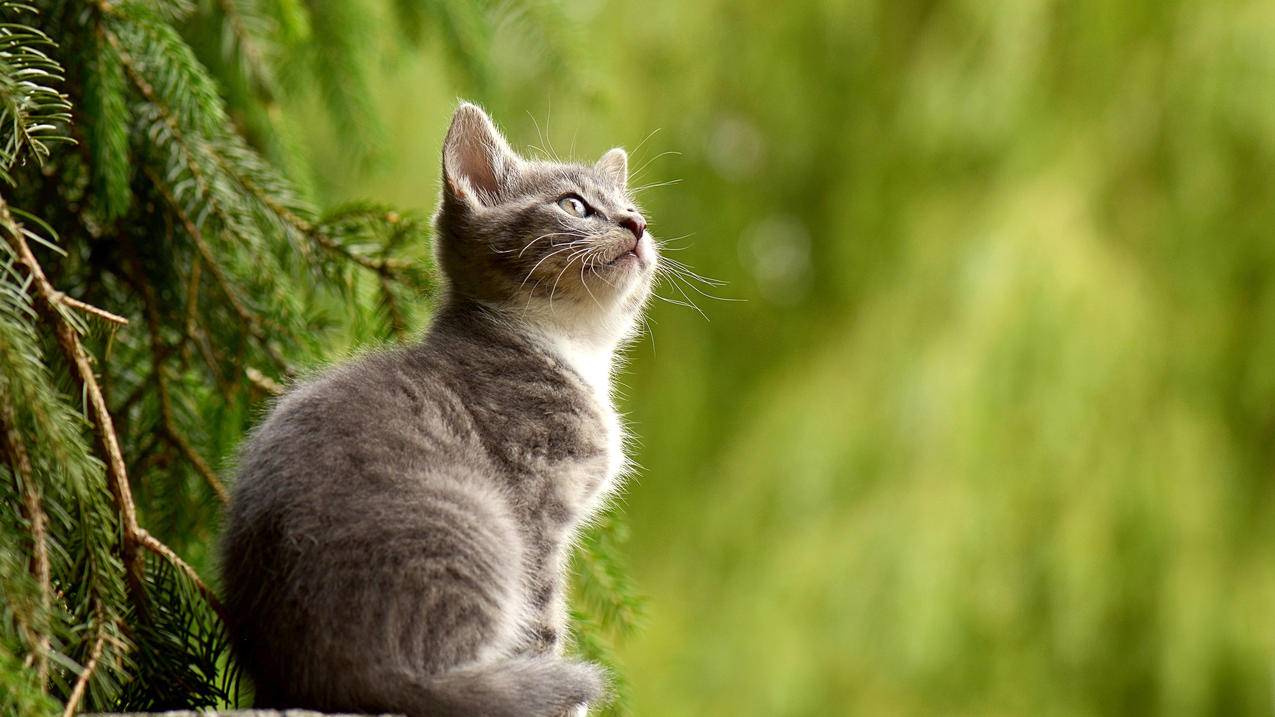 叶子 户外 猫 仰望 4K萌动物壁纸